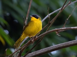 Masked Yellowthroat (male)