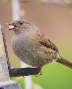 dunnock.jpg