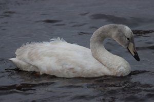 Whooper Swan Juvenile