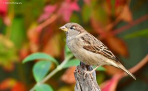 House Sparrow 2379.jpg