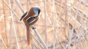 bearded reedling (male)