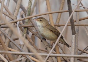 Common Reed Warbler