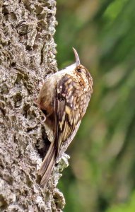 Brown Creeper