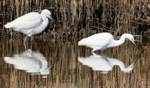 Little Egret