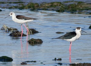 Black winged Stilt