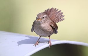 Eurasian Wren