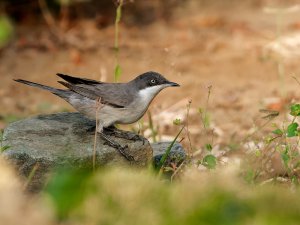 Eastern Orphean warbler