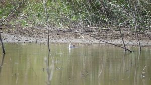 Feeding Wilson's Phalarope