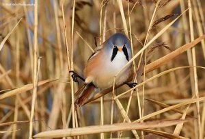 Bearded Tit 5049.jpg