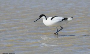 Avocet 0957.jpg