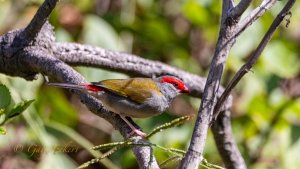 Red-browed Finch