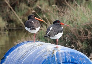 Eurasian Oystercatcher