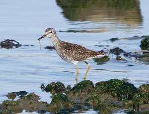 Wood sandpiper