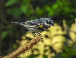 Myrtle Warbler