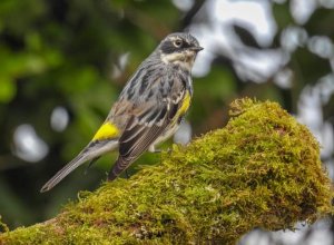 Myrtle Warbler