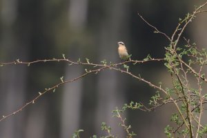 Northern Wheatear Spring migration