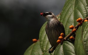 Yellow-vented Bulbul