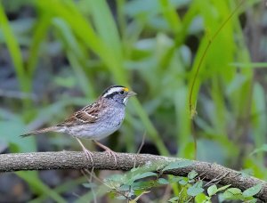 White-throated Sparrow