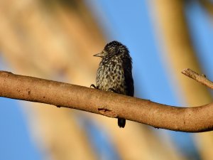 White-wedged Piculet (female)