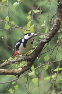 Great Spotted Woodpecker