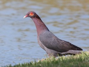 Scaly-naped Pigeon