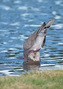 Eurasian Collared Dove