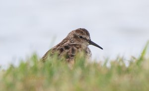 Least Sandpiper