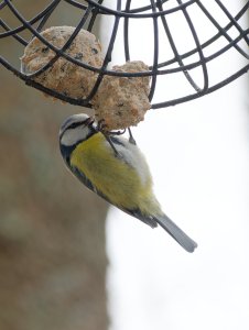 Blue tit