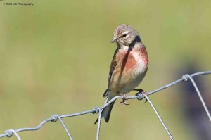 Linnet 1385.jpg