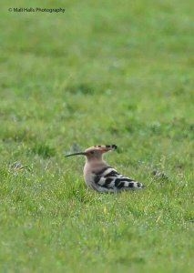 Hoopoe 1278.jpg