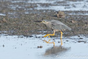 Striated Heron.