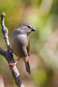 Red-browed Finch