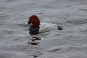 Pochard (M)