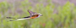 Scissor-tailed Flycatcher, Male