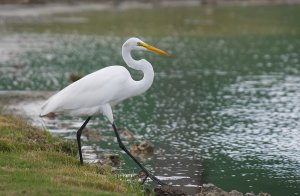 Great Egret