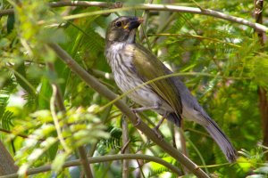 Streaked Saltator