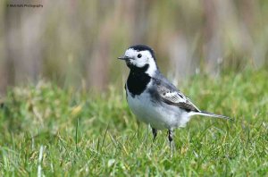 Pied Wagtail 1063.jpg