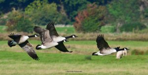 Canada Geese 2393.jpg