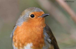 Robin 0677.jpg