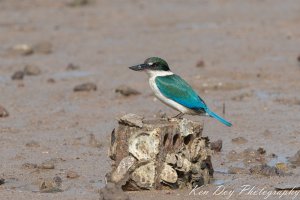 Torresian Kingfisher.