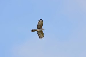 African Cuckoo Hawk