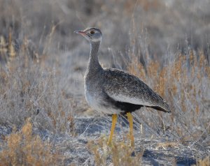 Female Northern Black Korhaan on the Edges of the Kalahari