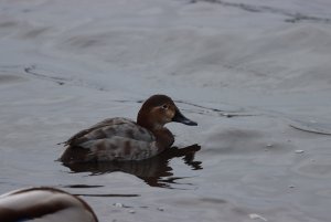 Pochard (F)