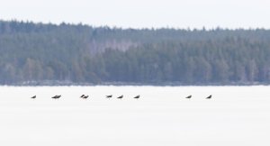 Northern lapwings