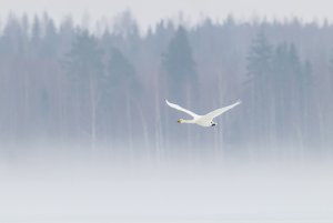 Whooper swan