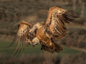 Griffon Vulture