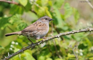 Dunnock 9704.jpg