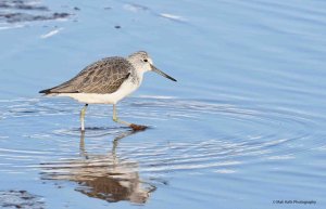 Greenshank 9487.jpg