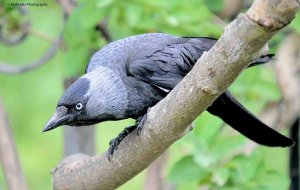 Jackdaw 7196.jpg