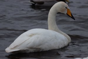 Whooper Swan